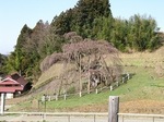 三春滝桜2010.4.9ﾀﾞｲｼﾞｪｽﾄ　Miharu waterfall cherry blossoms digest